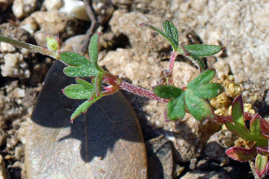 Malvacea da determinare - no, Geranium columbinum